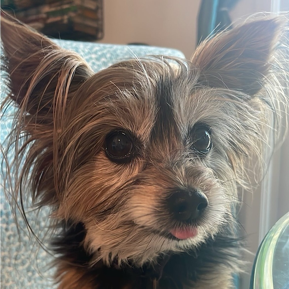 Meet your Posher, Audrey